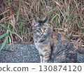A cat staring at you 130874120