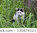 A cat staring at you 130874121