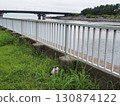 Cat near the river 130874122