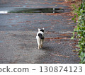 Cat walking on the road 130874123