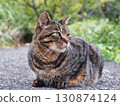 Petrified pet cat walking 130874124