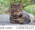 Petrified pet cat walking 130874125