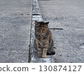 Cat looking back 130874127