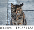 A cat staring at you 130874128