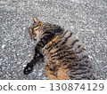 A cat staring at you 130874129
