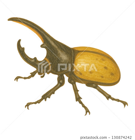 [Insect] Illustration of Hercules beetle 130874242