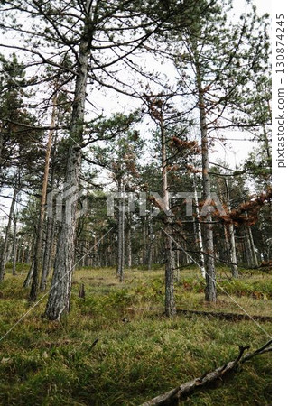 Pine forest landscape in Divcibare, Serbia with tall trees on a hillside 130874245