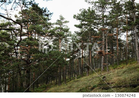 Pine forest landscape in Divcibare, Serbia with tall trees on a hillside 130874248