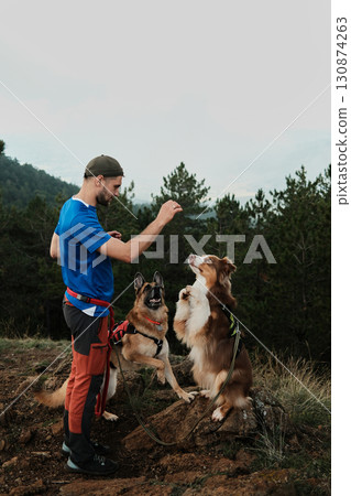 Man training Australian Shepherd while German Shepherd looks on, during hike in Divcibare, Serbia mountains. Hiking with pets concept 130874263