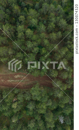 Drone view of a forest hiking trail in summer season. Divcibare, Serbia, winding road through dense green pine trees 130874320