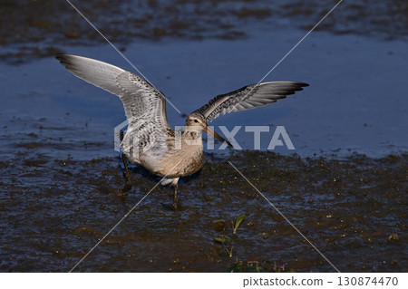 Bar-tailed Godwit ④ (Hokkaido) Bar-tailed Godwit ④ (Hokkaido) 130874470