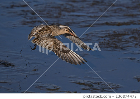 Bar-tailed Godwit⑥ (Hokkaido) Bar-tailed Godwit⑥ (Hokkaido) 130874472