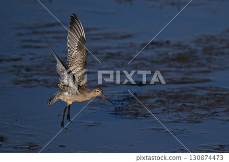 斑尾塍鷸⑦（北海道） 130874473