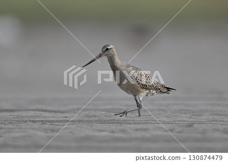 斑尾塍鷸⑬（北海道） 130874479