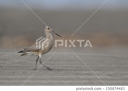 Bar-tailed Godwit⑮ (Hokkaido) 130874481