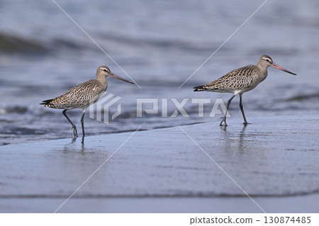 Bar-tailed Godwit ⑲ (Hokkaido) Bar-tailed Godwit ⑲ (Hokkaido) 130874485