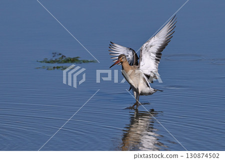 Black-tailed godwit ⑦ (Hokkaido) 130874502