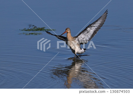 黑尾塍鷸⑧（北海道） 130874503