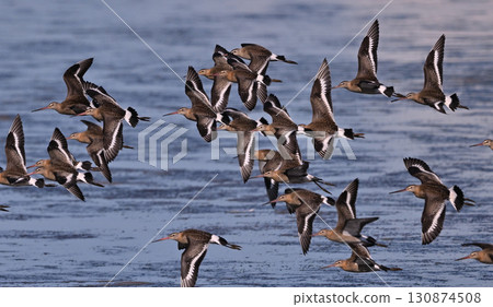 Black-tailed godwit in flight① (Hokkaido) Black-tailed godwit in flight① (Hokkaido) 130874508