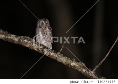 幼年角鴞 ①（北海道） 130874517