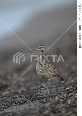 Common Sandpiper① (Hokkaido) Common Sandpiper① (Hokkaido) 130874519