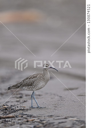 Common Sandpiper ③ (Hokkaido) Common Sandpiper ③ (Hokkaido) 130874521