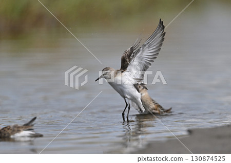 東念⑮（北海道） 130874525