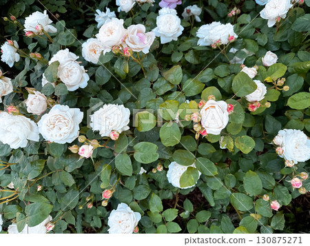 Bunch of white flowers are in a garden 130875271