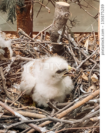 Baby bird is sitting in a nest made of twigs and branches 130875289