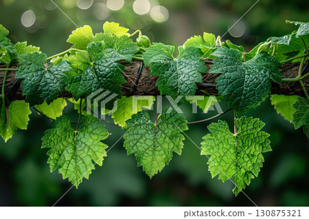 Green ivy plant with leaves hanging down. Green ivy plant with leaves hanging down. 130875321