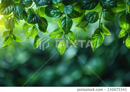 Green ivy plant with leaves hanging down. Green ivy plant with leaves hanging down. 130875341