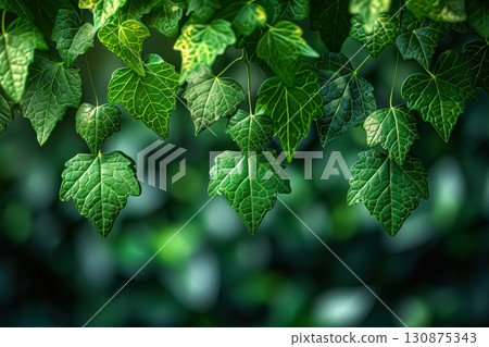 Green ivy plant with leaves hanging down. 130875343