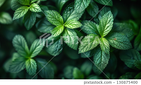 Lush green plant with droplets of water on its leaves. Lush green plant with droplets of water on its leaves. 130875400