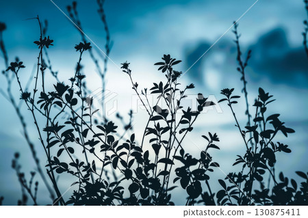 Group of trees with leaves that are silhouetted against a blue sky. 130875411