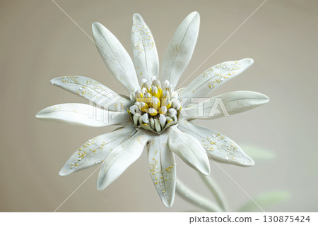 Close up of a white flower with yellow centers. Close up of a white flower with yellow centers. 130875424