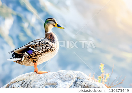 Duck is standing on a rock in front of a mountain 130875449