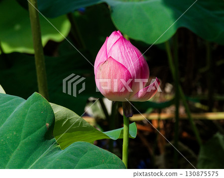 荷花池風景 130875575