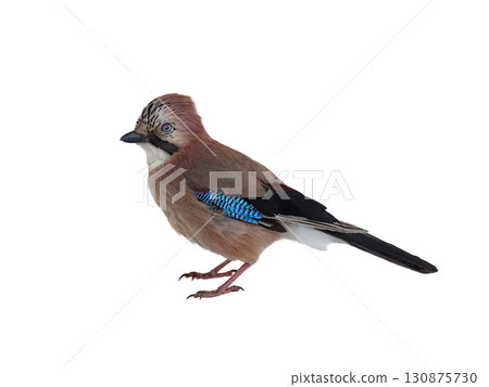 jay isolated on a white background 130875730
