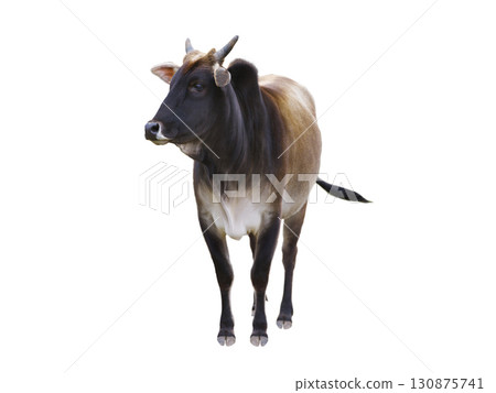 zebu isolated on white background 130875741