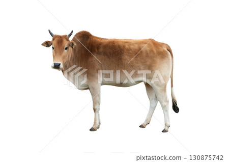 zebu isolated on white background 130875742