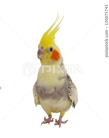 cockatiel  parrot isolated on a white background 130875743