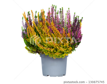 heather isolated on white background 130875745