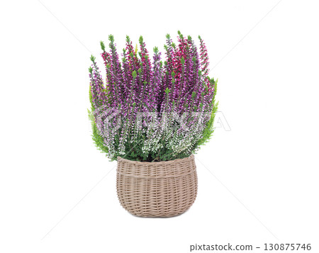 heather isolated on white background 130875746