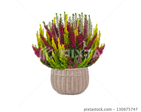 heather isolated on white background heather isolated on white background 130875747