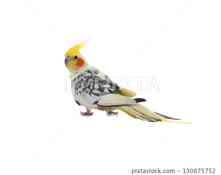 cockatiel  parrot isolated on a white background 130875752