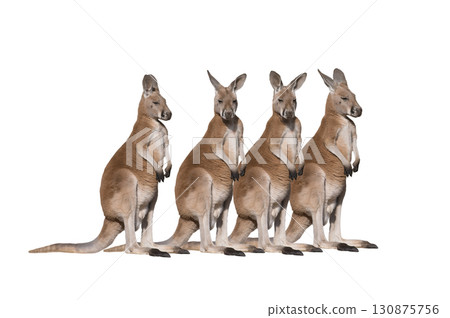 four kangaroos isolated on white background 130875756