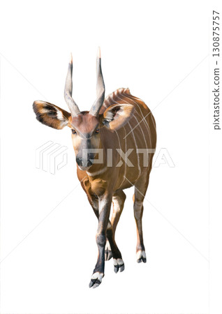 mountain bongo isolated on white background mountain bongo isolated on white background 130875757