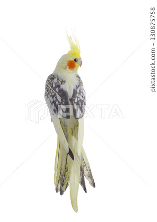 cockatiel  parrot isolated on a white background 130875758