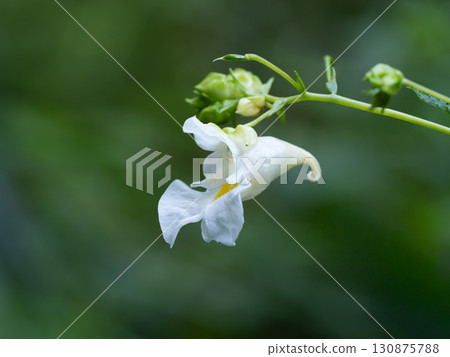 純白色的鳳仙花 130875788