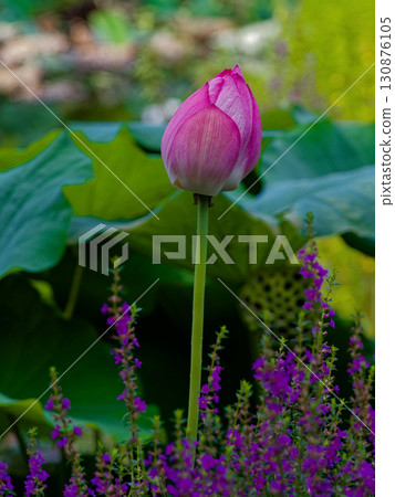Lotus pond scenery Lotus pond scenery 130876105